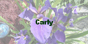 Carly